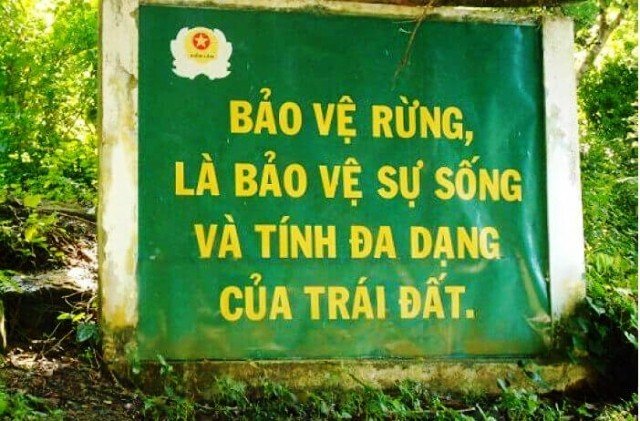 Biện Pháp Bảo Vệ Rừng Phòng Hộ - Giải Pháp Hiệu Quả và Bền Vững