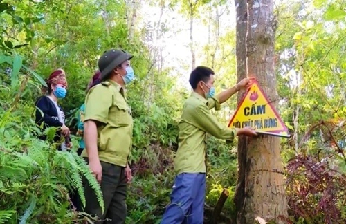 Bảo vệ rừng – lá chắn tốt trong phòng chống thiên tai