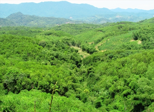 Đẩy lùi tình trạng mất rừng, suy thoái rừng và đất tại Việt Nam