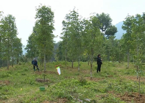 Tham gia bảo vệ rừng, trồng rừng được hỗ trợ như thế nào