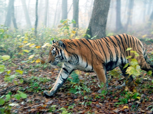 Chung tay bảo vệ hổ và các loài động vật hoang dã nguy cấp, quý, hiếm