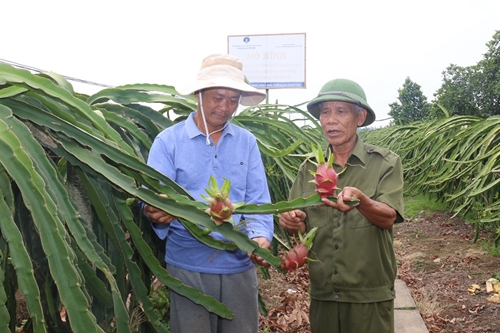 Trưởng thôn giúp dân xóa đói, giảm nghèo nhờ trồng thanh long