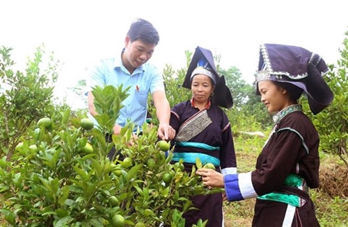 Lào Cai Trên 600 lao động nông nghiệp được đào tạo nghề