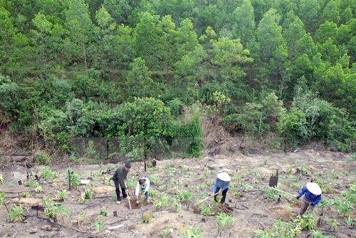 Kiểm toán Nhà nước phát hiện sai sót trong quản lý rừng nhiều địa phương