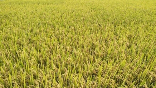 Đảm bảo ổn định sản xuất lúa gạo trên địa bàn tỉnh Vĩnh Phúc
