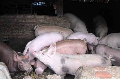 Giá lợn hơi giảm do nguồn cung khá lớn trong khi sức tiêu thụ giảm