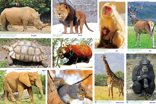 Nhập khẩu động vật hoang dã được thực hiện theo quy định của pháp luật hiện hành