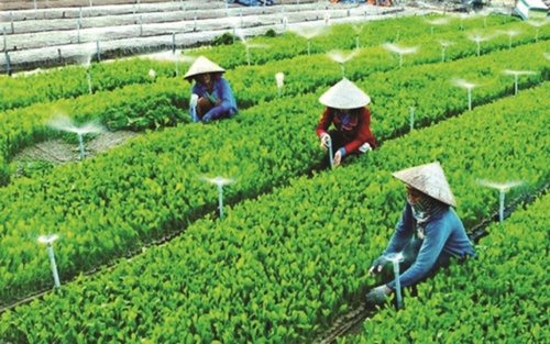TP Hồ Chí Minh Nhiều giải pháp phát triển kinh tế tập thể, hợp tác xã nông nghiệp