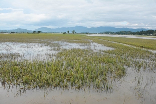 Đắk Lắk ứng phó, giảm thiểu thiệt hại do mưa lớn, lũ
