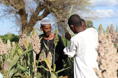 Báo động về khủng hoảng an ninh lương thực ở Sudan