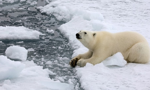 Năm 2023 Bắc Cực trải qua mùa Hè ấm nhất trong lịch sử