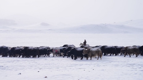 Tuyết dày gần 40 cm bao phủ 90 lãnh thổ Mông Cổ