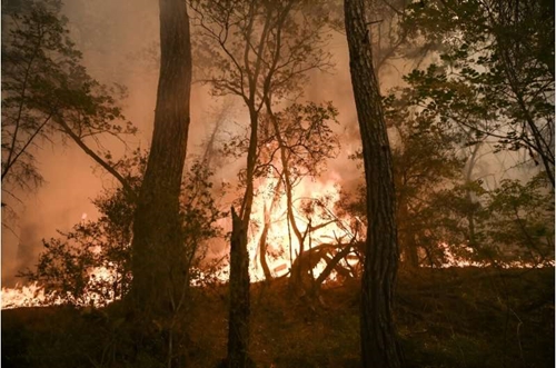 Năm 2023 - năm của những vụ cháy rừng thảm khốc