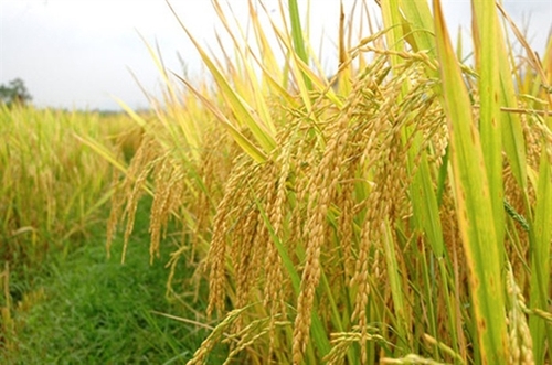 Để ngành lúa gạo tiếp tục đạt mục tiêu xuất khẩu