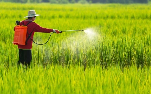 Sử dụng thuốc trừ cỏ tràn lan - nguy hại sức khỏe con người và môi trường