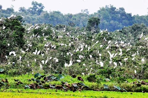 Việt Nam nỗ lực đảo ngược quá trình suy giảm đa dạng sinh học