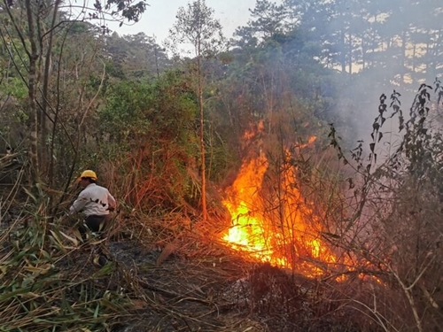Lâm Đồng tăng cường lực lượng phòng chống cháy rừng trong cao điểm mùa khô