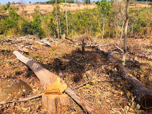 Xử lý nghiêm tình trạng phá rừng tại Mang Yang