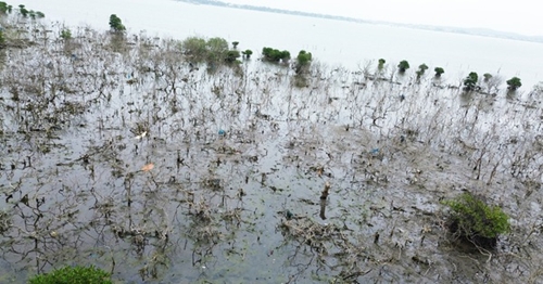 Quảng Nam Sớm xác định nguyên nhân rừng ngập mặn chết