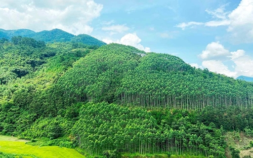 Quảng Bình đứng thứ 2 cả nước về tỷ lệ che phủ rừng