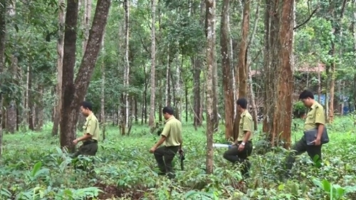 Khôi phục và phát triển rừng bền vững