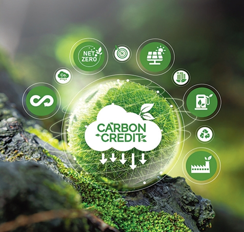 Một số tiêu chuẩn phổ biến của tín chỉ carbon rừng
