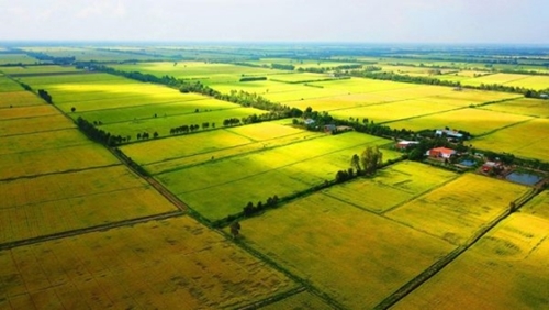 Không trực tiếp sản xuất nông nghiệp có được phép nhận chuyển nhượng đất trồng lúa