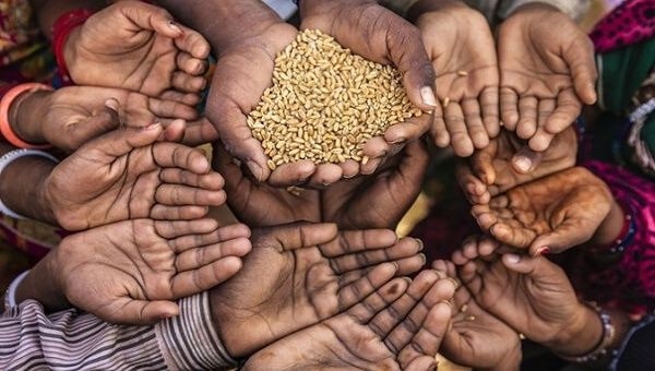 Giải pháp cấp bách cho vấn đề khủng hoảng lương thực toàn cầu