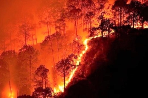 Một số biện pháp phòng, chống cháy rừng