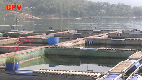 Nuôi cá lồng sạch kết hợp du lịch trên lòng hồ sông Đà