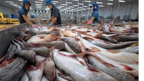 Xuất khẩu cá tra đến thị trường UAE tăng mạnh