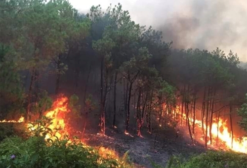Thủ tướng yêu cầu triển khai quyết liệt các biện pháp phòng cháy, chữa cháy rừng