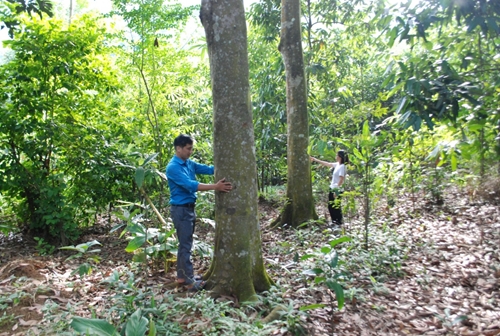 Thực hiện tốt công tác bảo vệ rừng phòng chống Biến đổi khí hậu