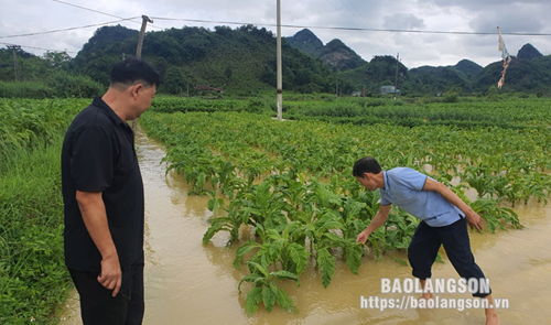Mưa lớn gây ngập hàng chục ha thuốc lá ở Lạng Sơn