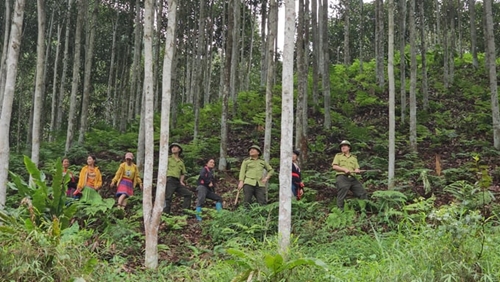 Huyện Yên Lập Phú Thọ tích cực trồng rừng để phòng chống biến đổi khí hậu