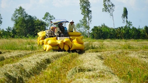 Đẩy mạnh thực hiện phát triển bền vững 1 triệu ha chuyên canh lúa chất lượng cao