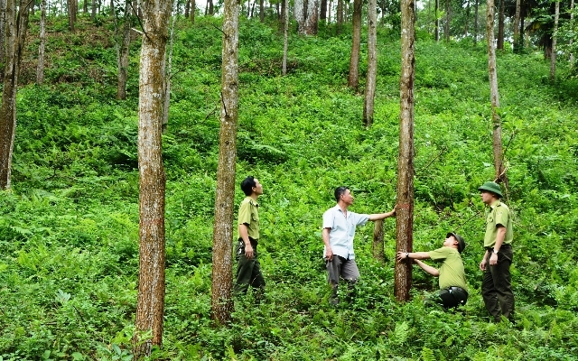 Phát huy hiệu quả từ trồng rừng gỗ lớn tại Việt Nam