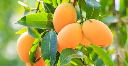 Vietnam Mango Association launched