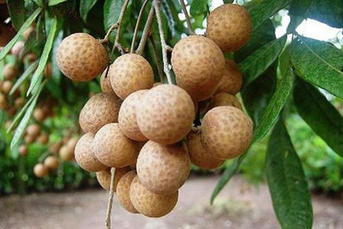 20 tonnes of fresh longan exported to Europe and UK from mountainous Son La province