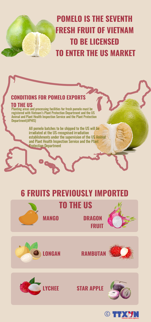 Pomelo - Seventh fresh fruit of Vietnam to be licensed to enter US market