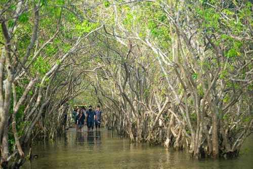 Ru Cha - Fascinating primeval mangrove forest
