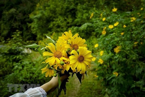 Contemplating rustic beauty of wild sunflowers