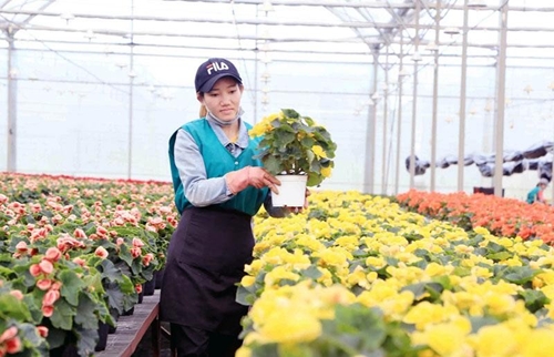 Lam Dong develops over 65,000 hectares of hi-tech agriculture