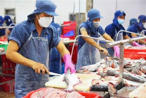 Tra fish exports enjoy rapid growth