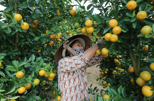 Central region’s largest kumquat area prepares for Tet