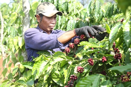 Bustling coffee season in Central Highlands