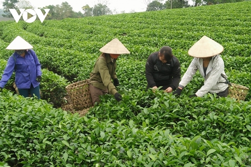 Tea exports record double-digit growth in 2022