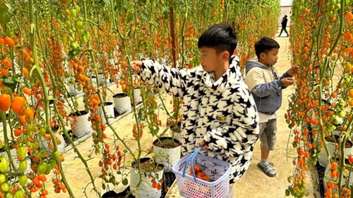 Lam Dong Strawberry and cherry tomato gardens attract tourists