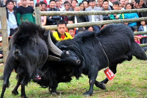 H Mong people’s goat fighting festival