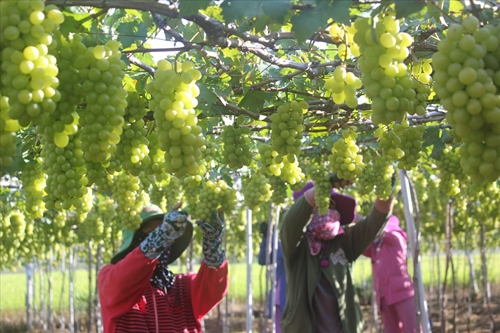 Ninh Thuan Grape and Wine Festival 2023 to highlight local products and culture